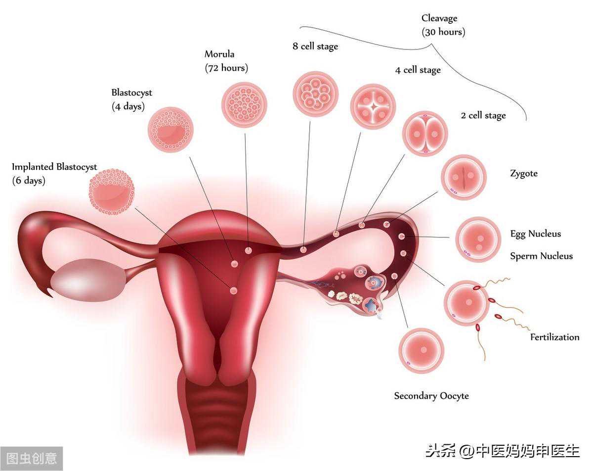 香港7周验血微信,“大龄”女性备孕，需要了解的那些事儿